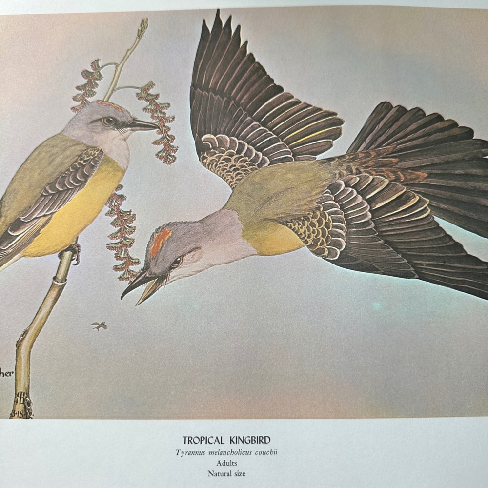 1968 Rex Brasher Tropical Kingbird Vintage Original Book Plate Wall Art Decor
